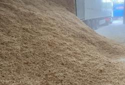 Bulk Kiln Dried Shavings 