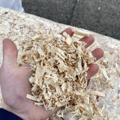 Standard Shavings 