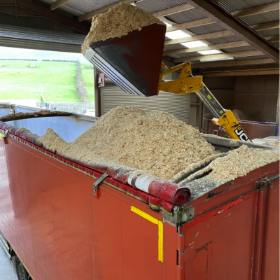 Bulk Fresh Shavings 