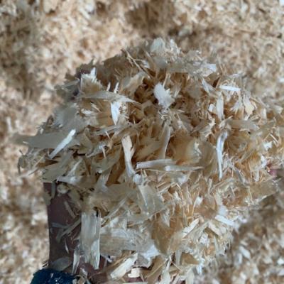 Maxi Bale Shavings 